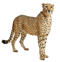 Leopardo PNG