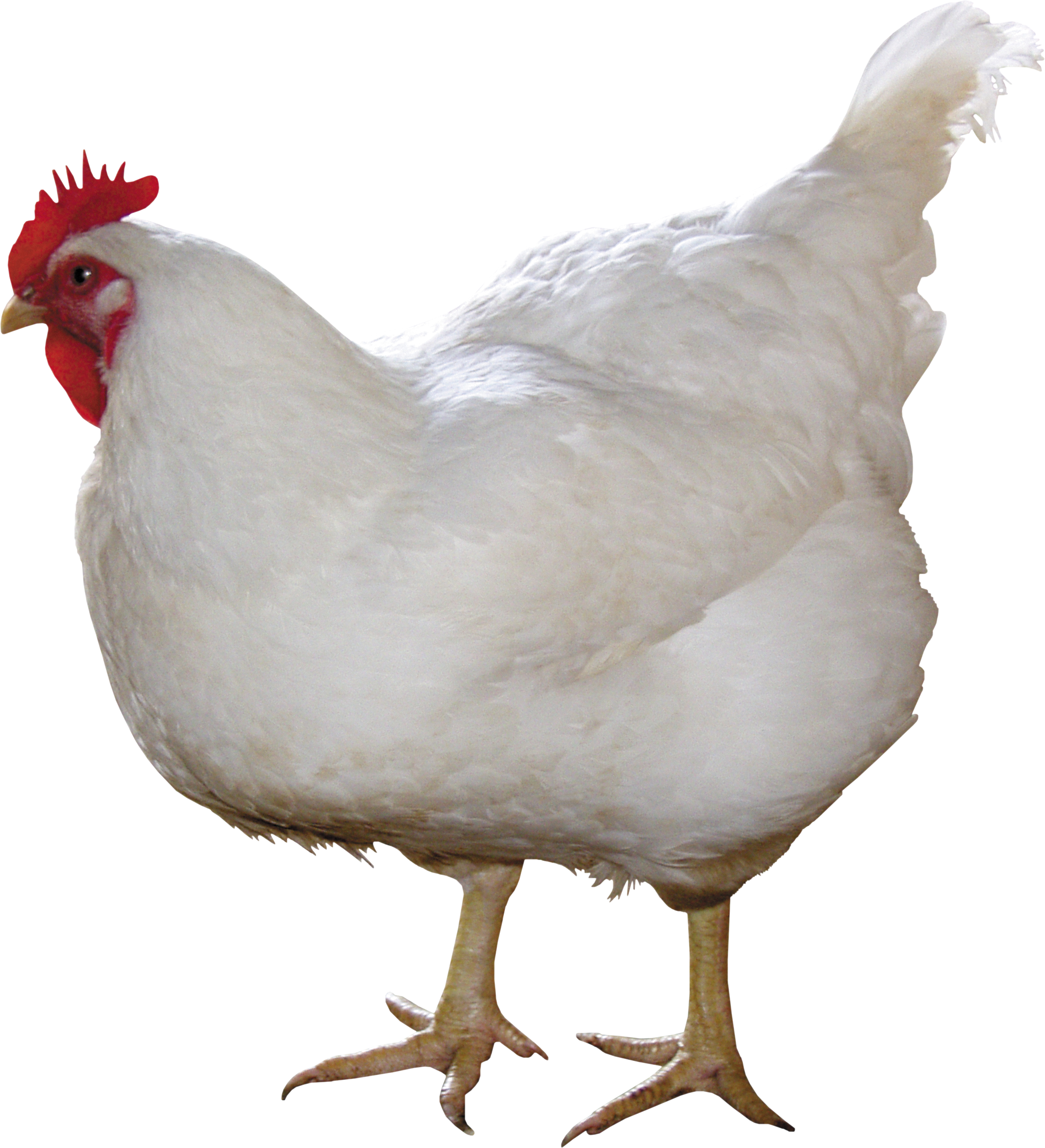white chicken PNG image
