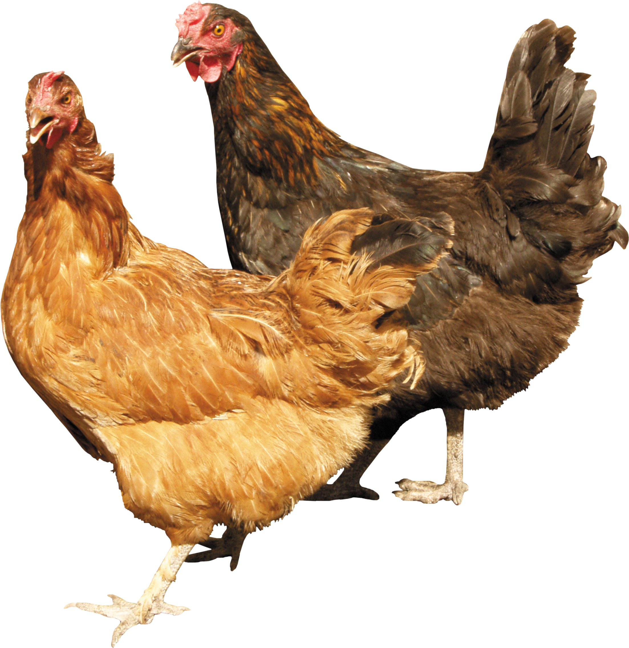 Pollo PNG