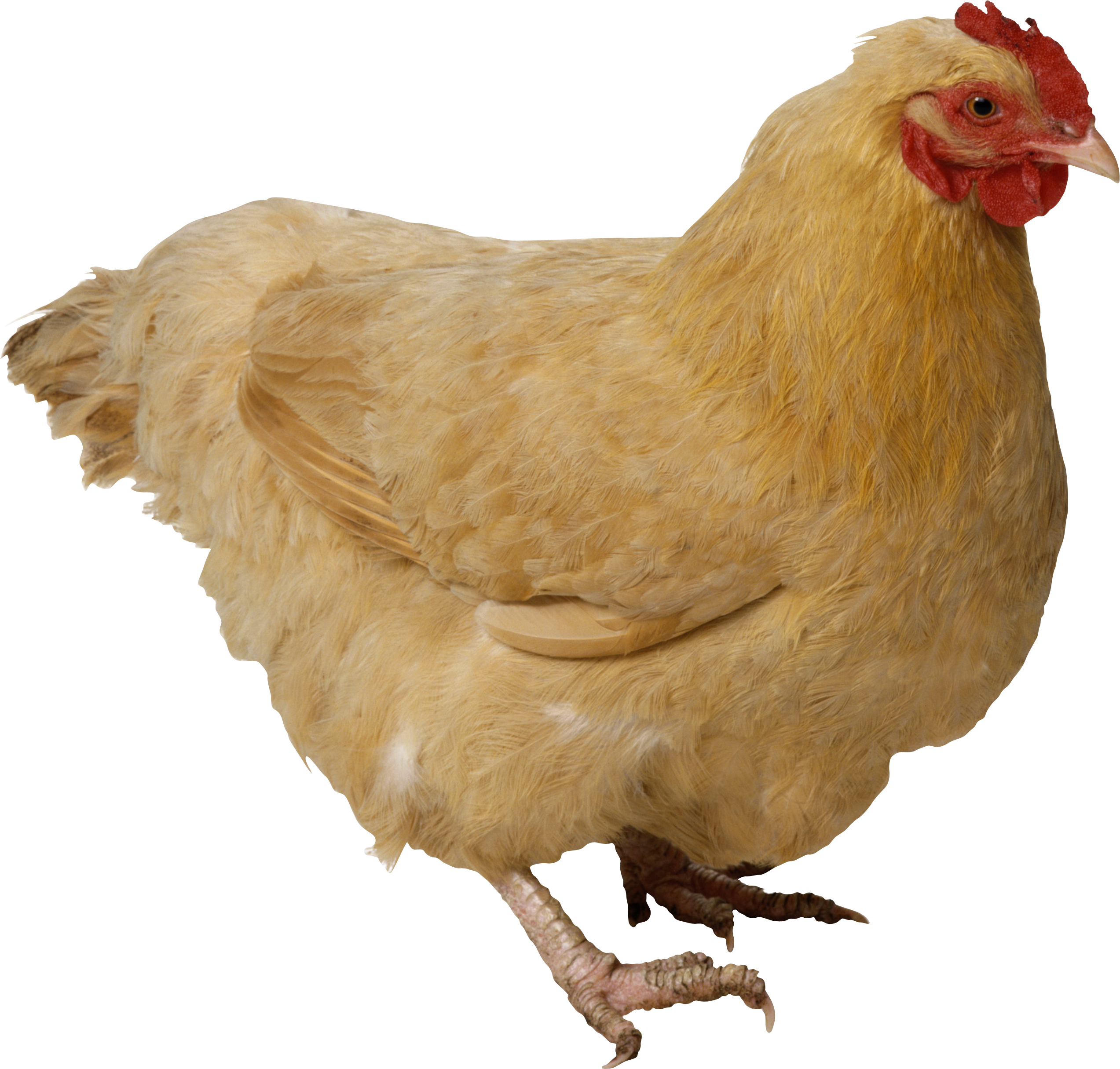 Pollo PNG