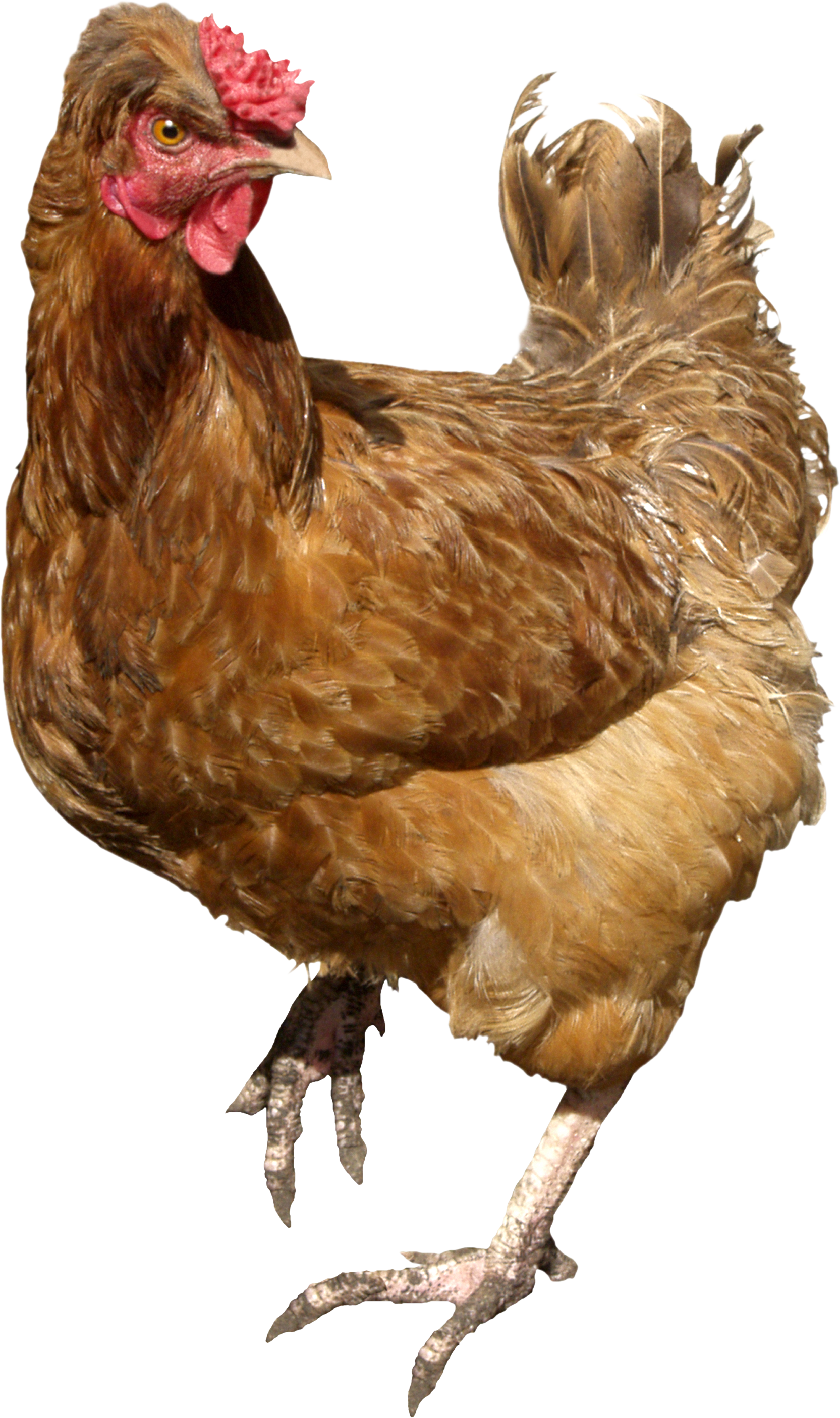 Pollo PNG