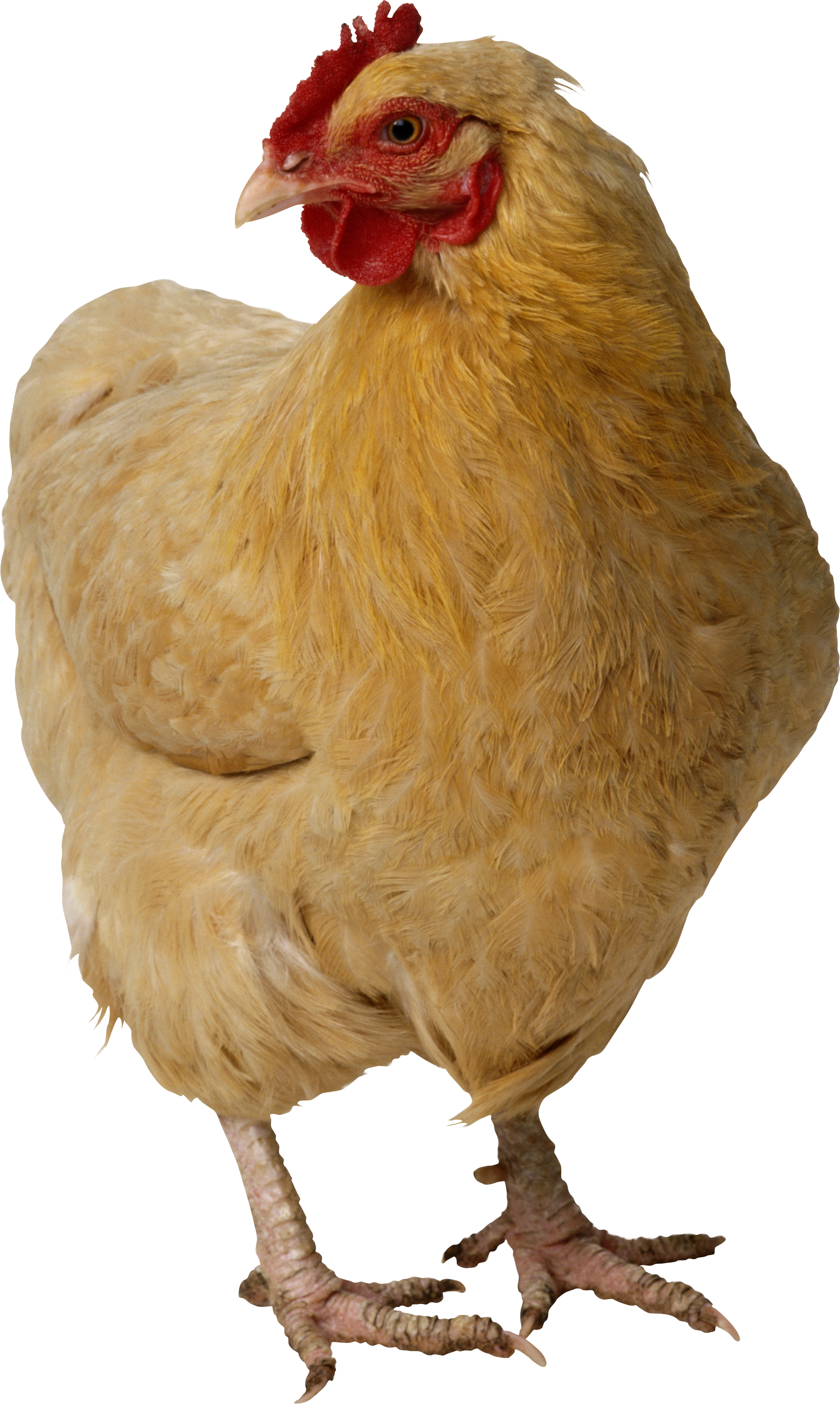 Pollo PNG