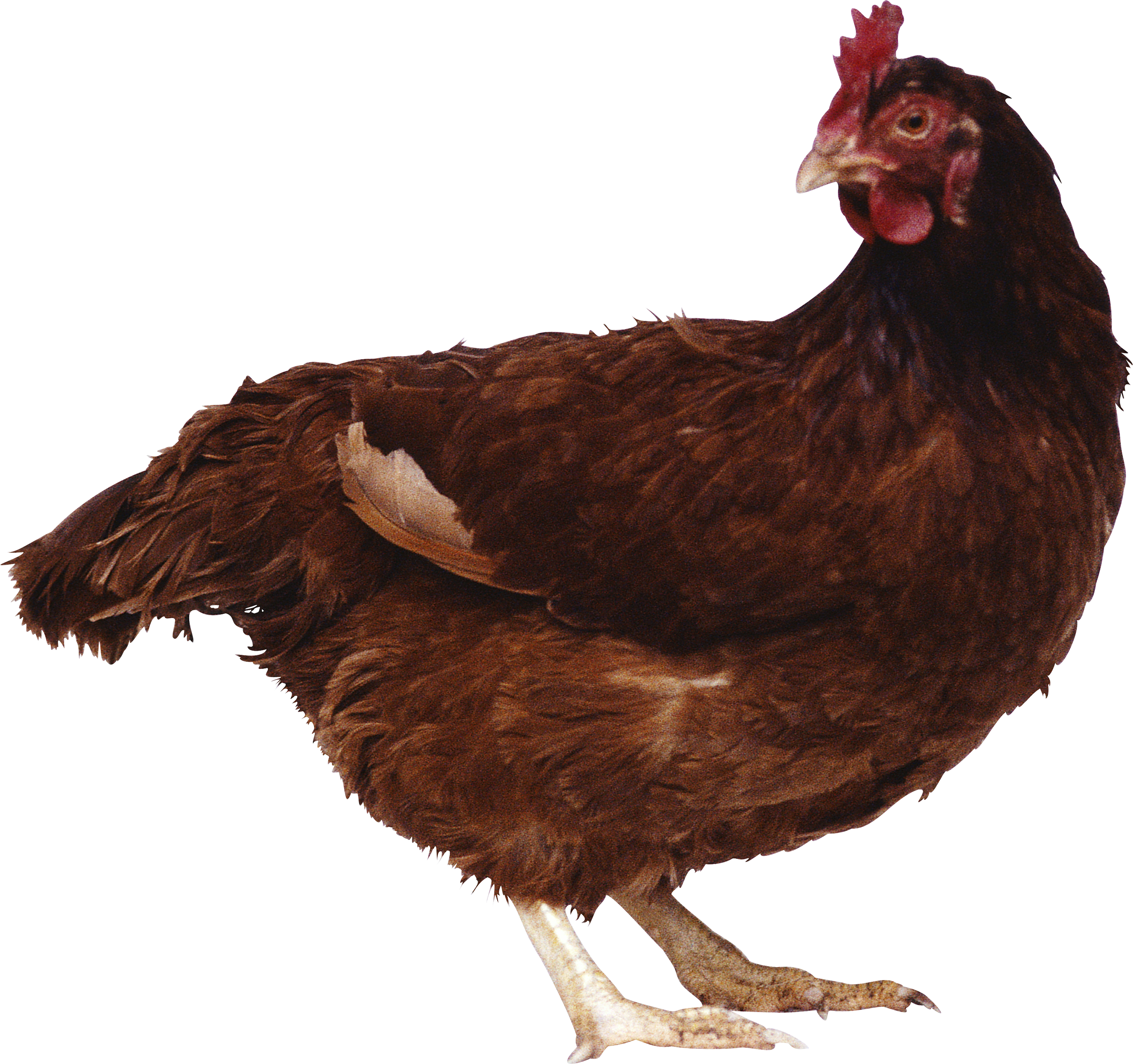 Chicken PNG images