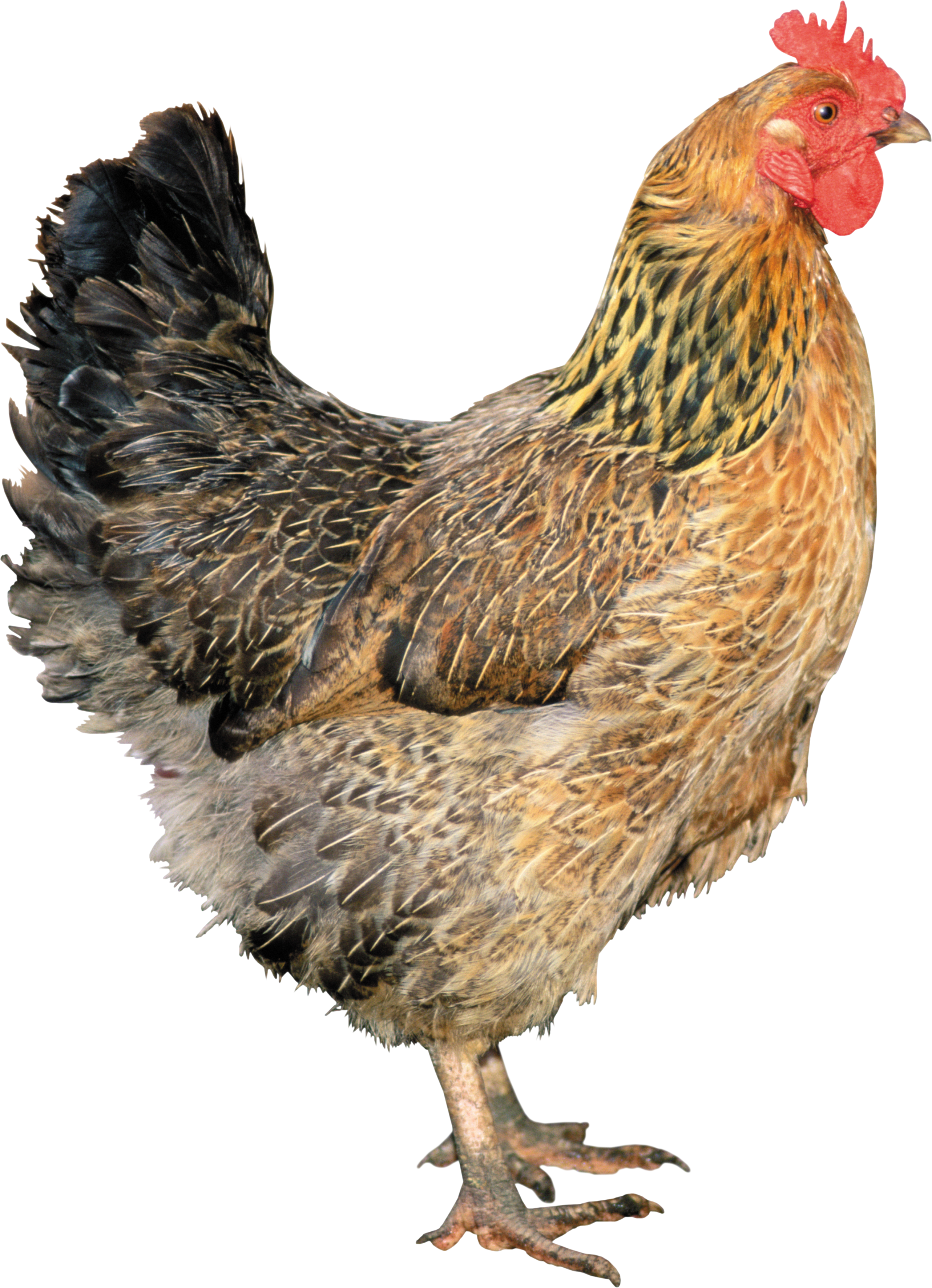 Chicken PNG images, free chicken picture download