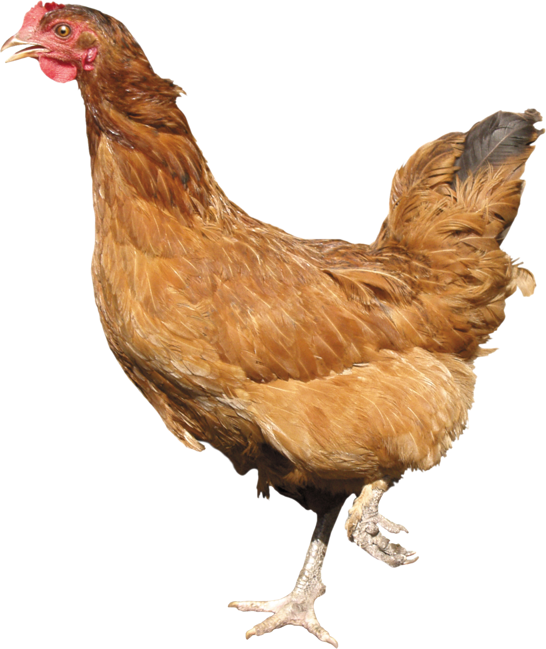 Chicken Png Images Free Chicken Picture Download