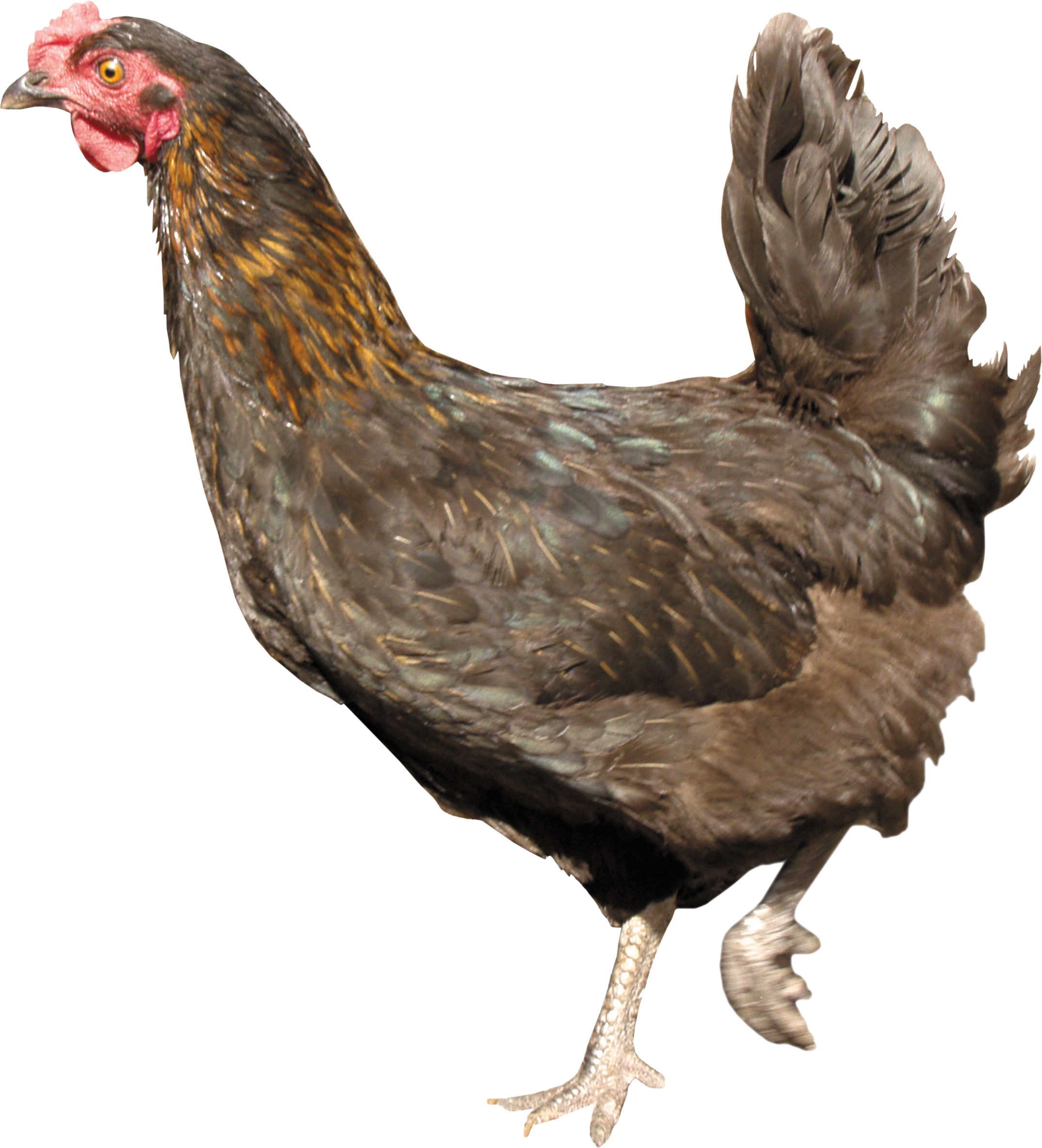 Chicken PNG images