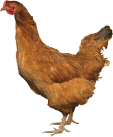 Pollo PNG
