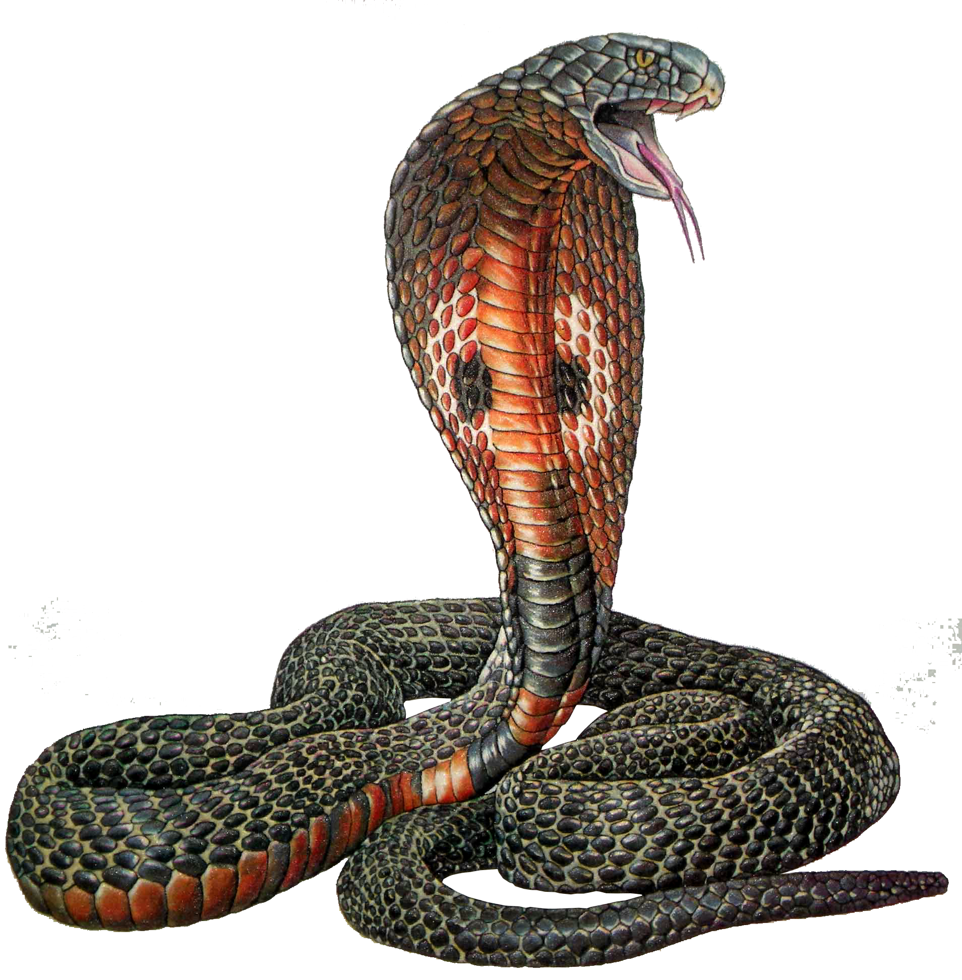 Cobra PNG images