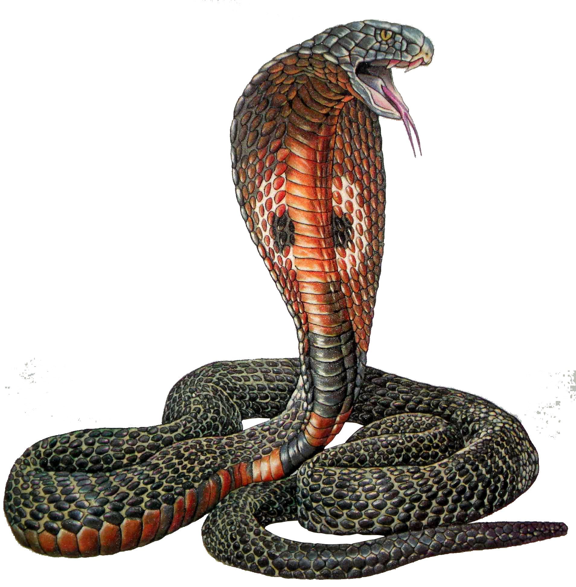 Cobra PNG