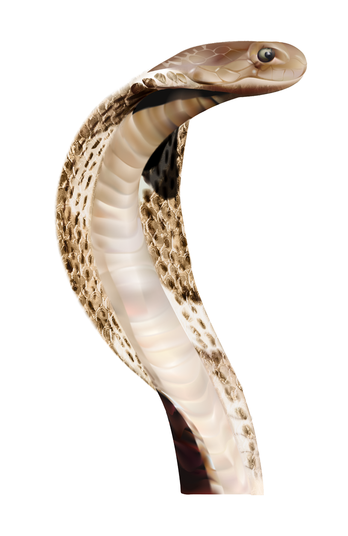Cobra PNG images