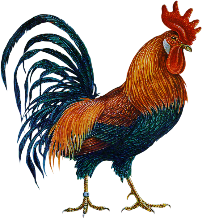 Cock PNG image free Download