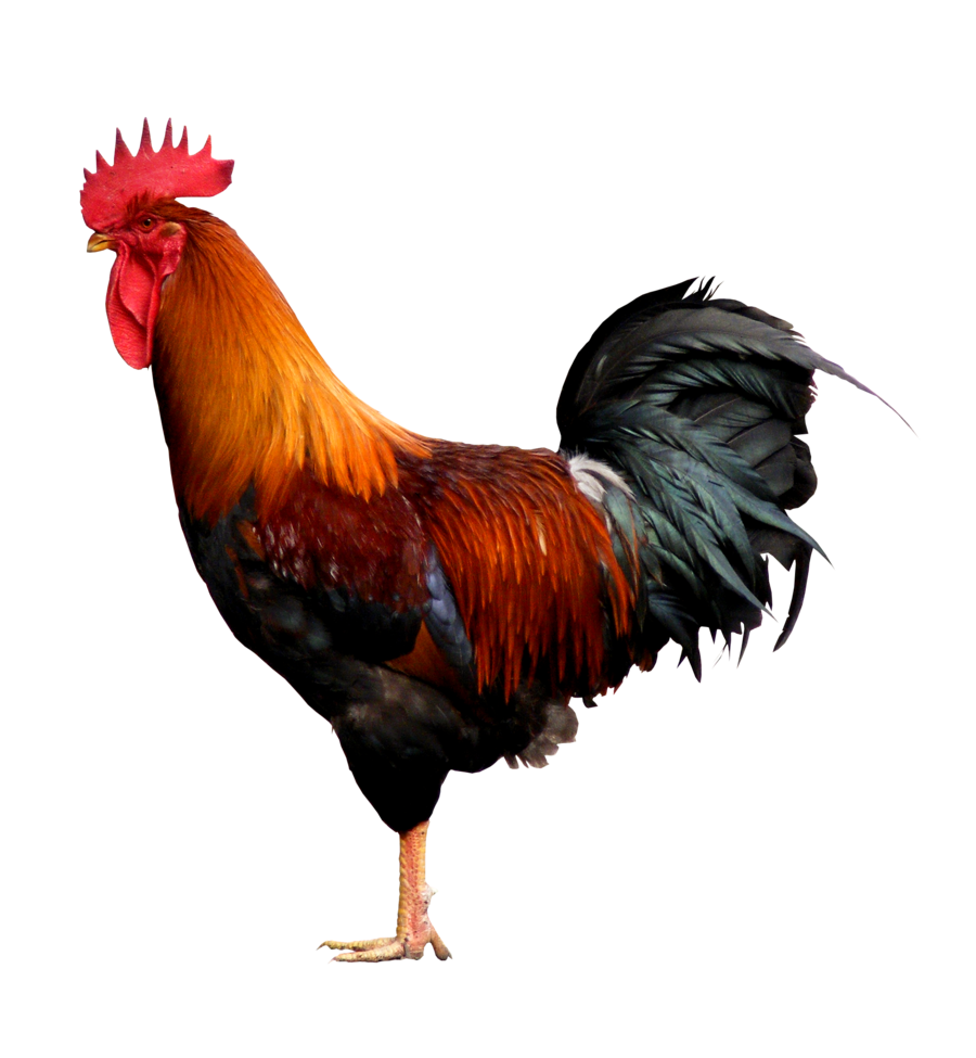 Cock Png 