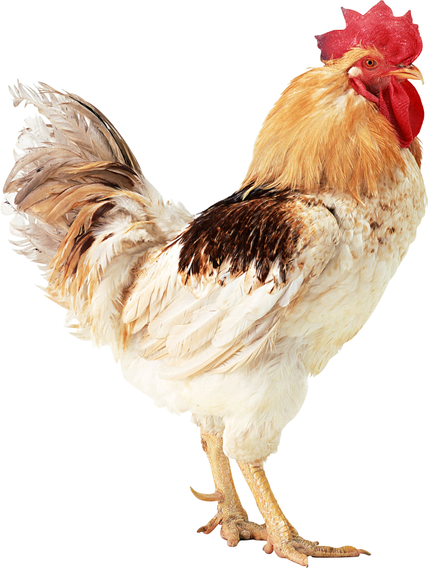 Cock Png 