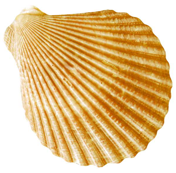 Concha PNG