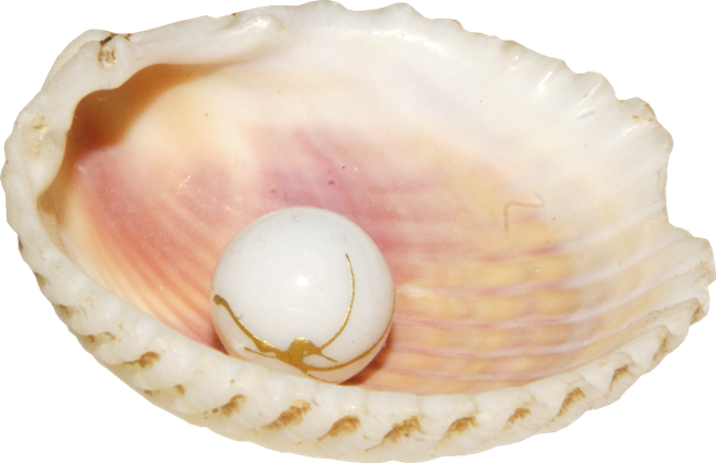 Conch PNG images