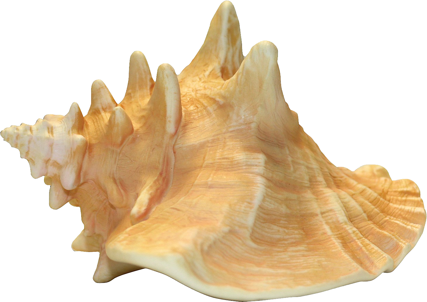 Conch PNG images