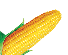 Corn PNG image free Download
