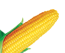 Maize PNG