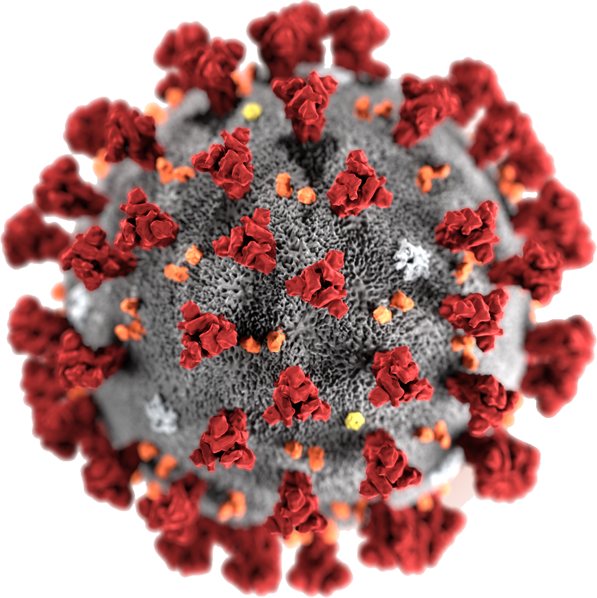l-type-coronavirus