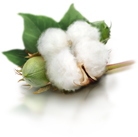 Cotton PNG images Download