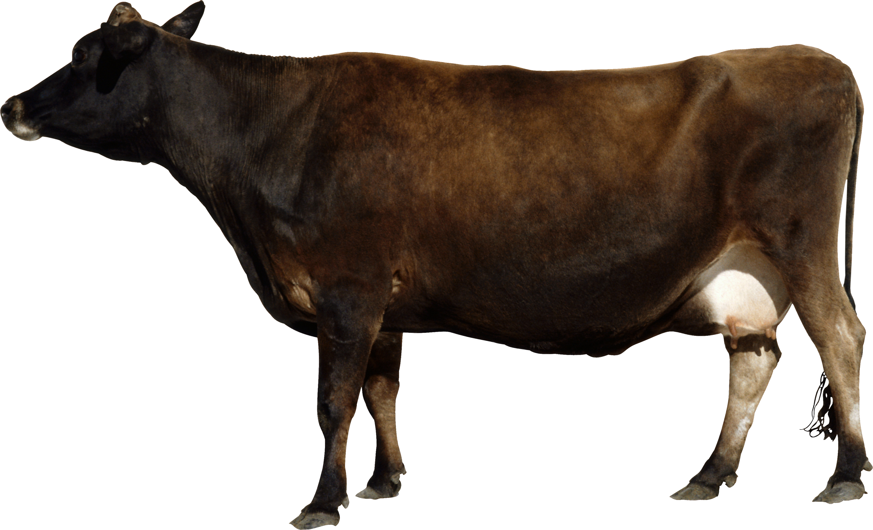 Cow PNG image