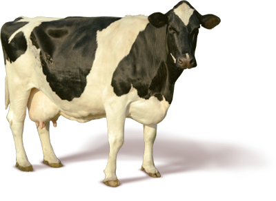 vaca PNG