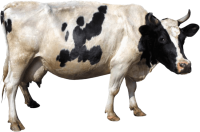 vaca PNG