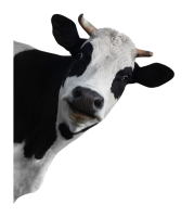 vaca PNG
