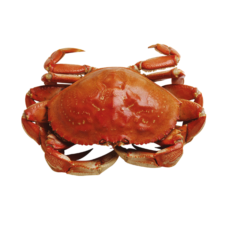 Crab PNG image free Download