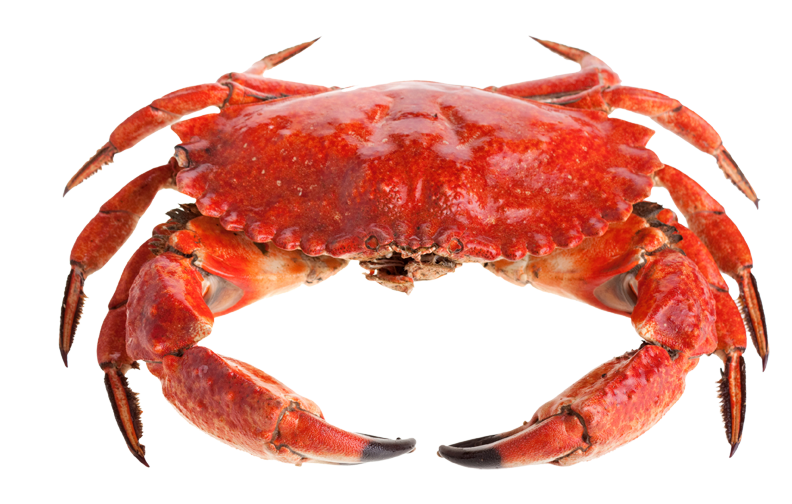 Crab PNG image free Download