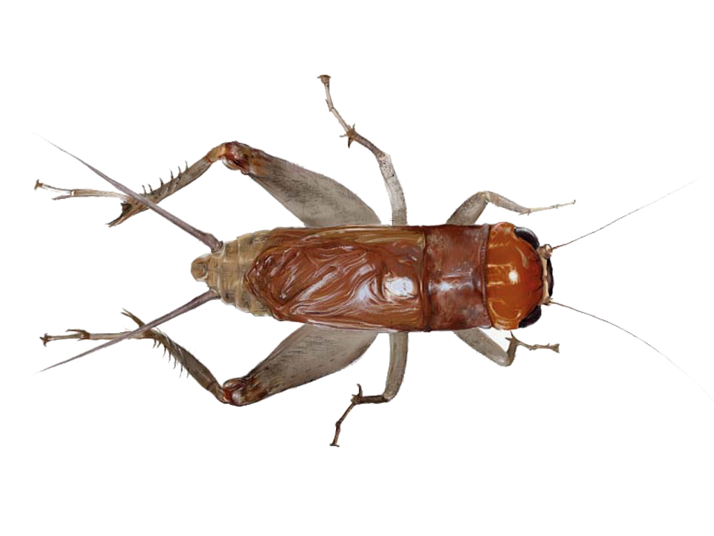 cricket-insect-png