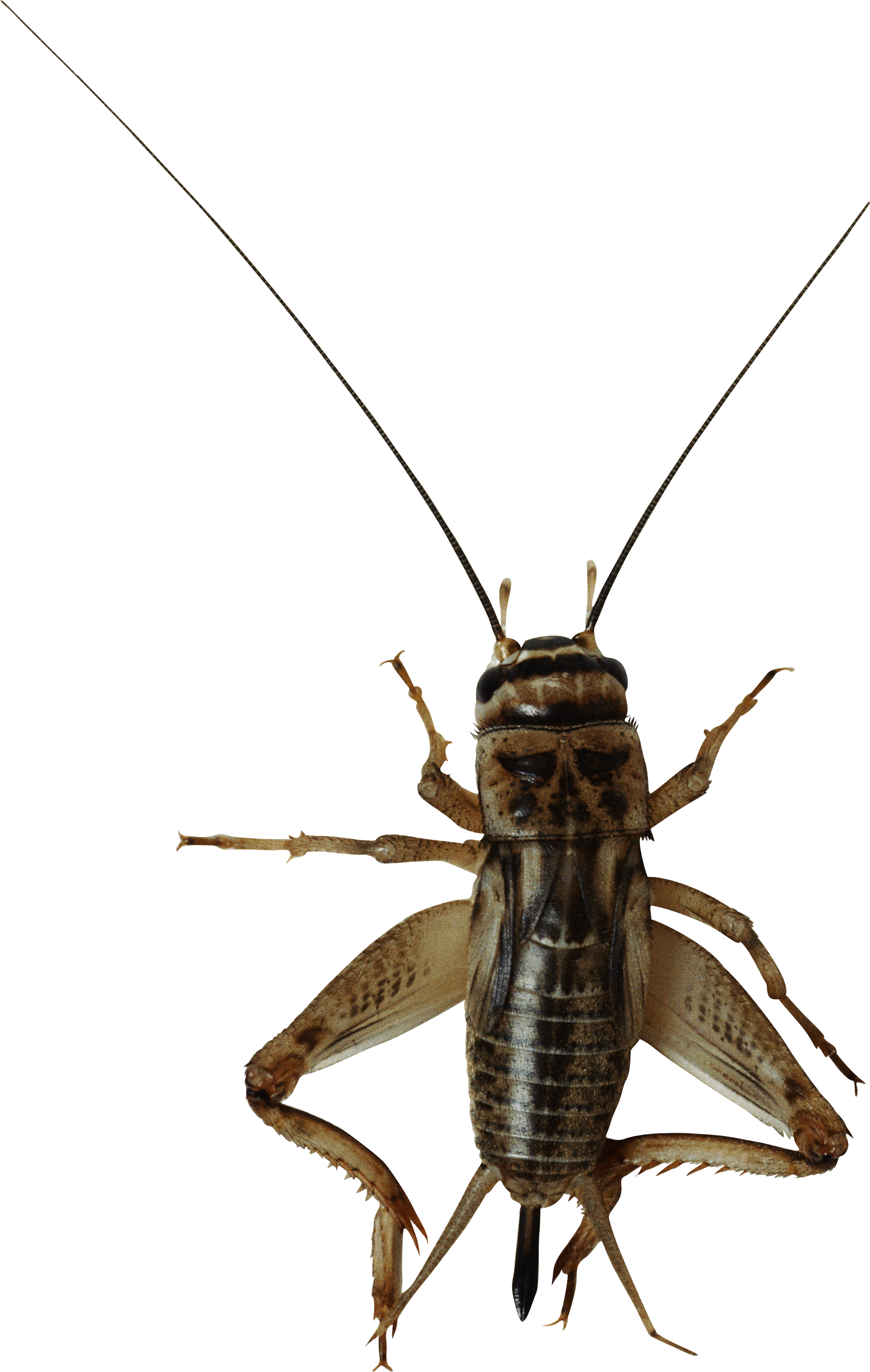 Cricket insect PNG images free download