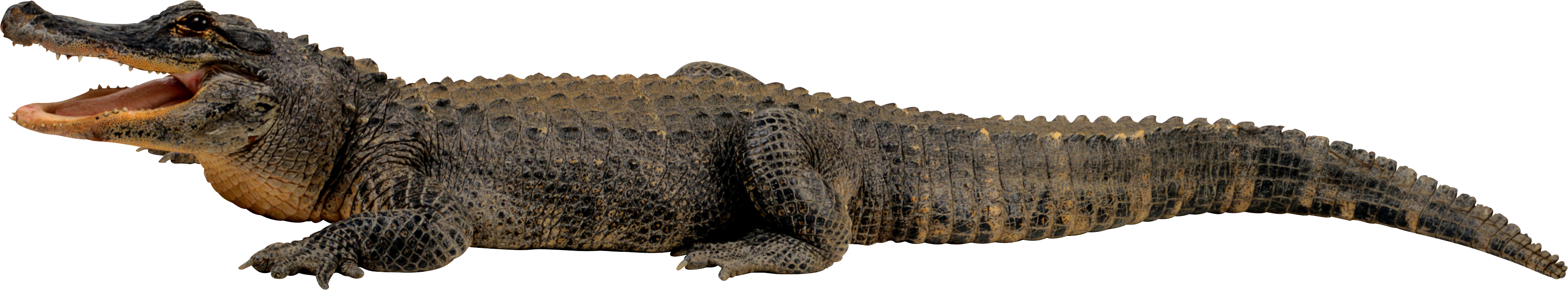 Crocodile PNG image free Download