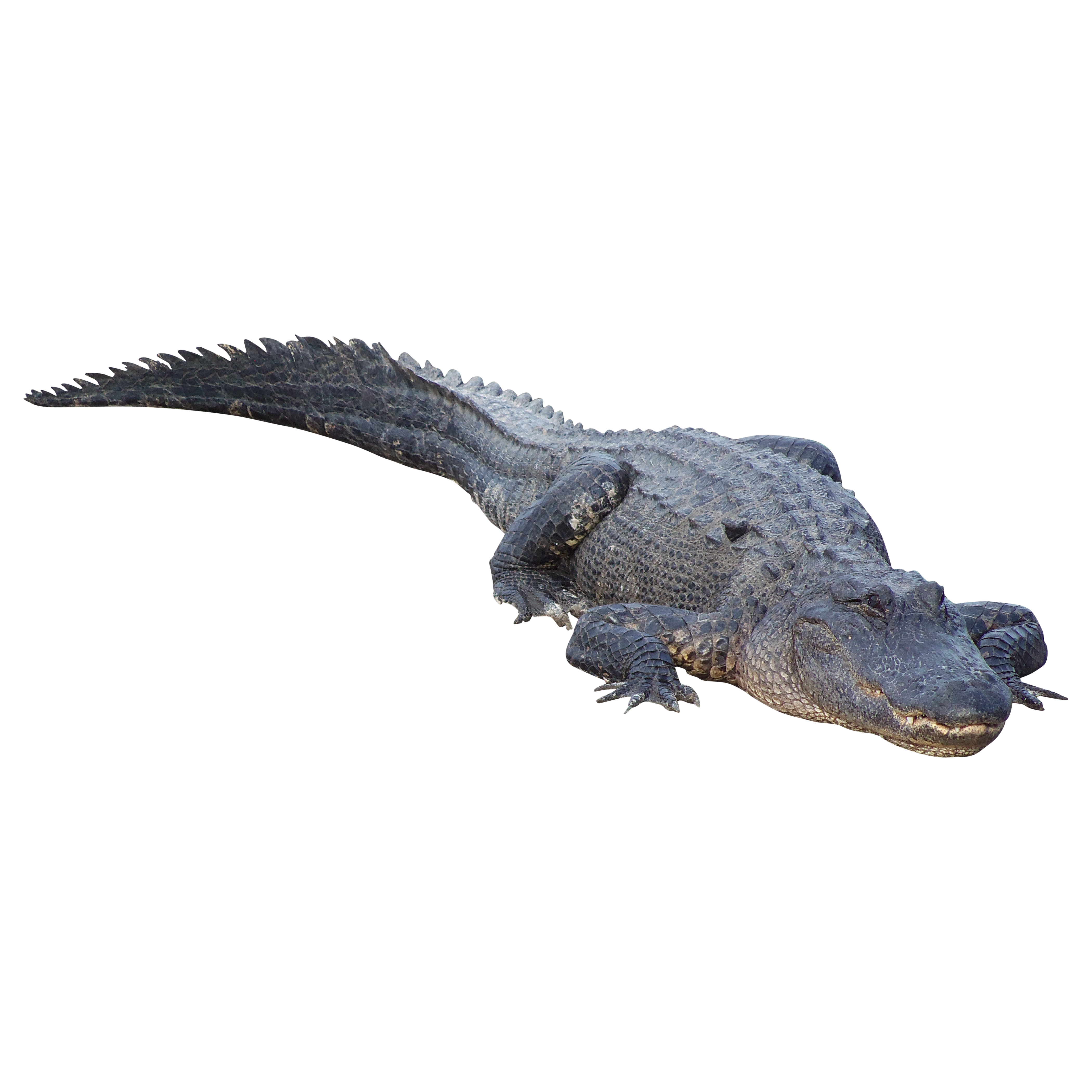 Crocodile PNG image free Download