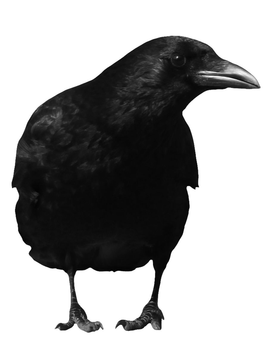 Crow PNG images Download