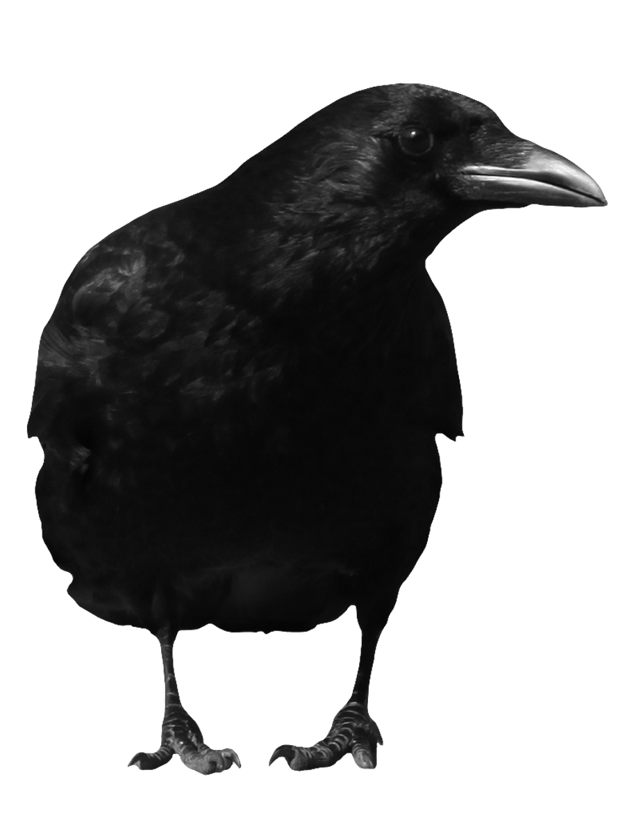 Black crow PNG image