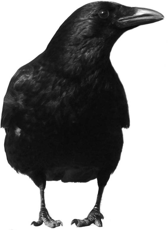 Crow PNG images Download