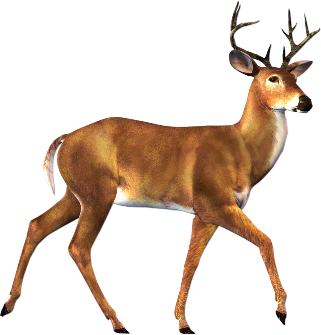 Deer PNG images Download