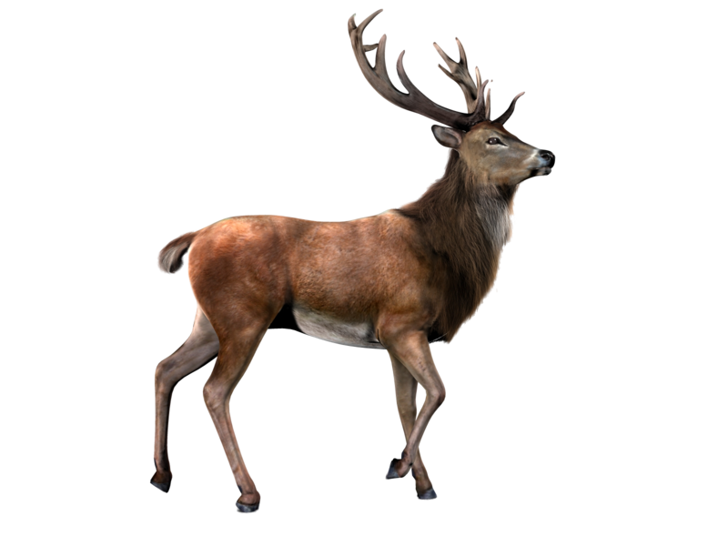 Deer PNG images Download