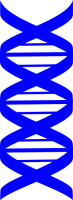ДНК PNG