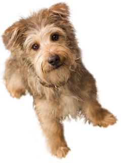 small puppy png image, picture, download, dogs