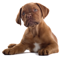 Perro PNG