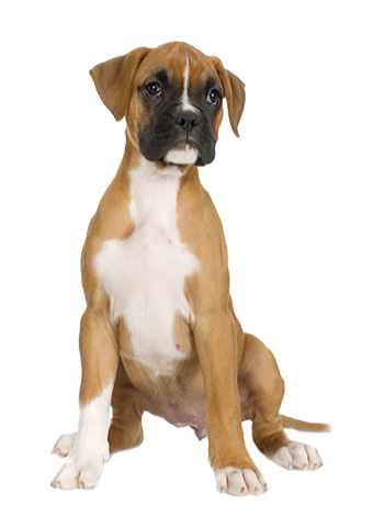 Perro PNG