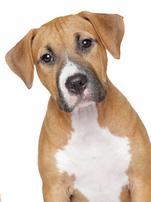 dog clipart transparent background - photo #33