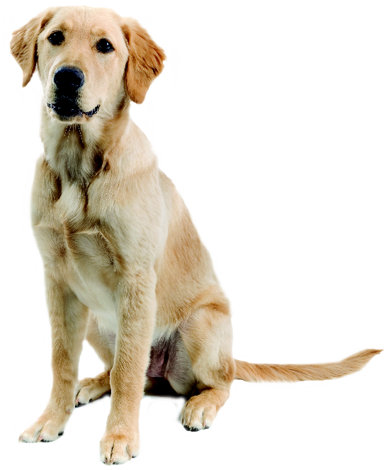 dog png image, picture, download, dogs