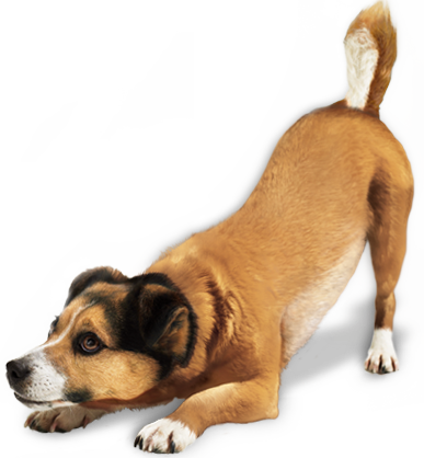 Perro PNG