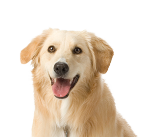 dog PNG image