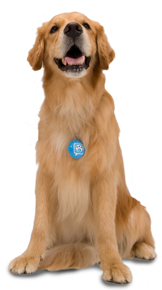 Perro PNG