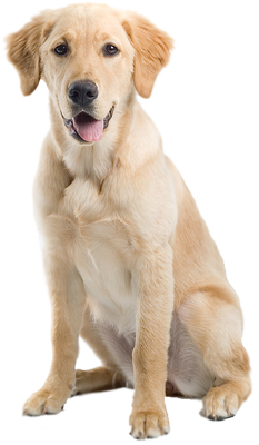 Perro PNG