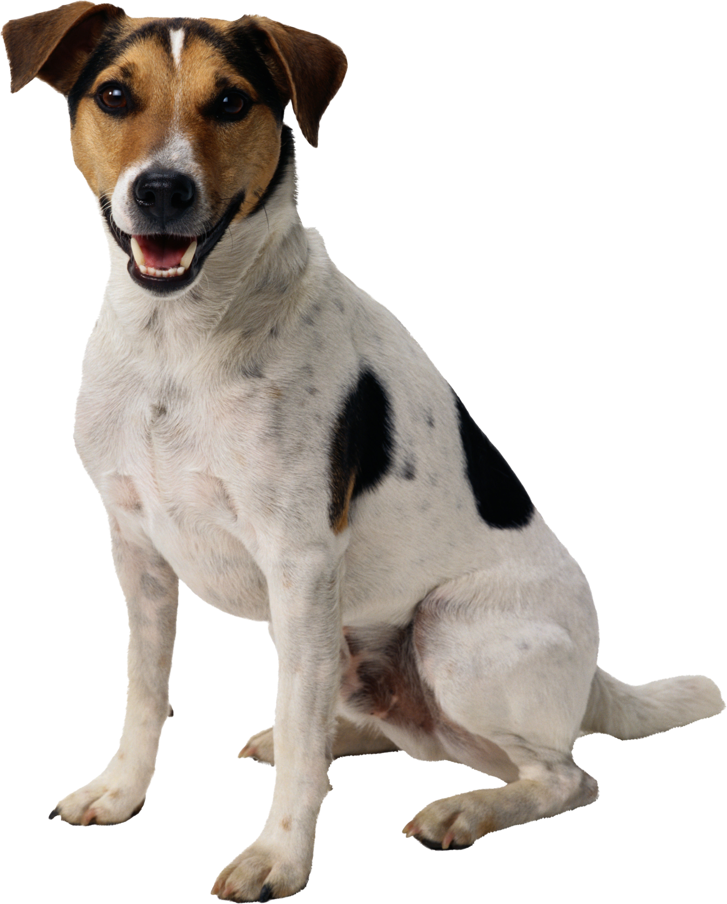 Perro PNG